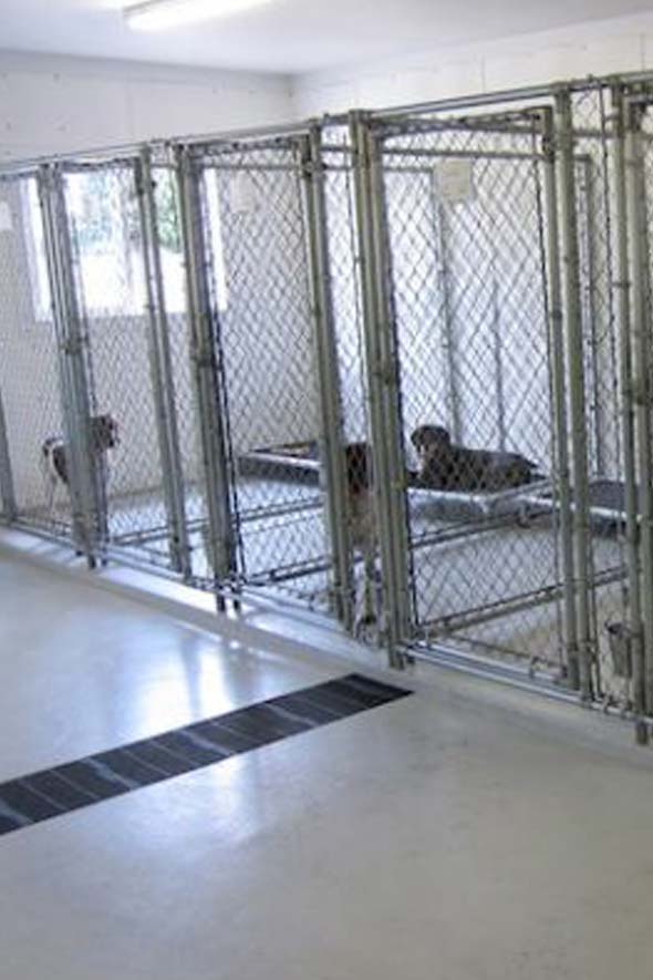 Commercial Veteranarian